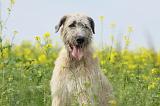 IRISH WOLFHOUND 221